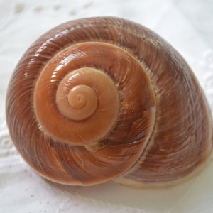 May include: Close-up of a snail shell with a spiral design. The shell has a glossy, brown exterior with a lighter, tan-colored center. The shell is resting on a white, textured surface.