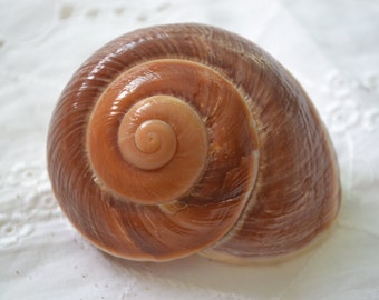 Muffin Snail Shell, Ryssota Ovum, Giant Landsnail (3") | 1 Piece