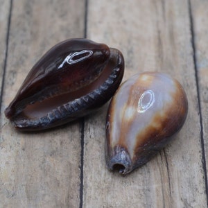 Cypraea Onyx Cowrie Shell (1 1/4 - 1 1/2&quot;) | 2 Pieces