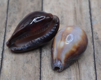 Cypraea Onyx Cowrie Shell (1 1/4 - 1 1/2") | 2 Pieces