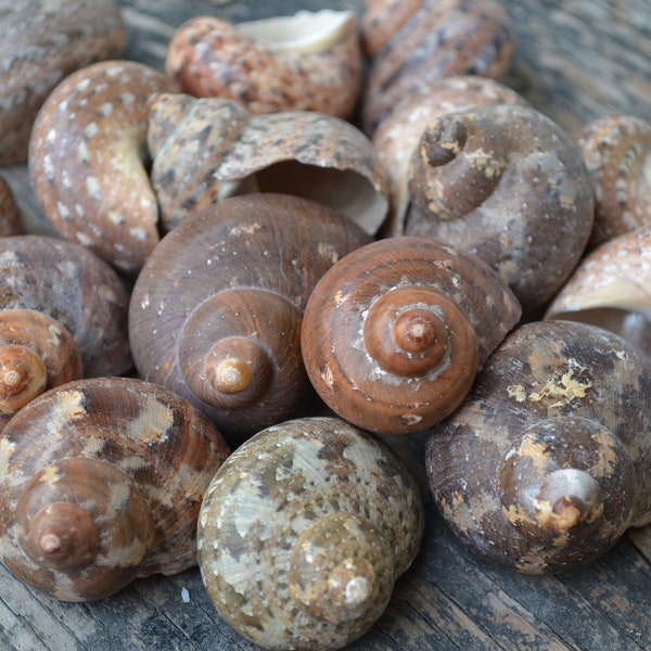Turbo Petholatus, Snail Shells, Hermit Crabs (1.75 - 2.5") | 1 Pieces