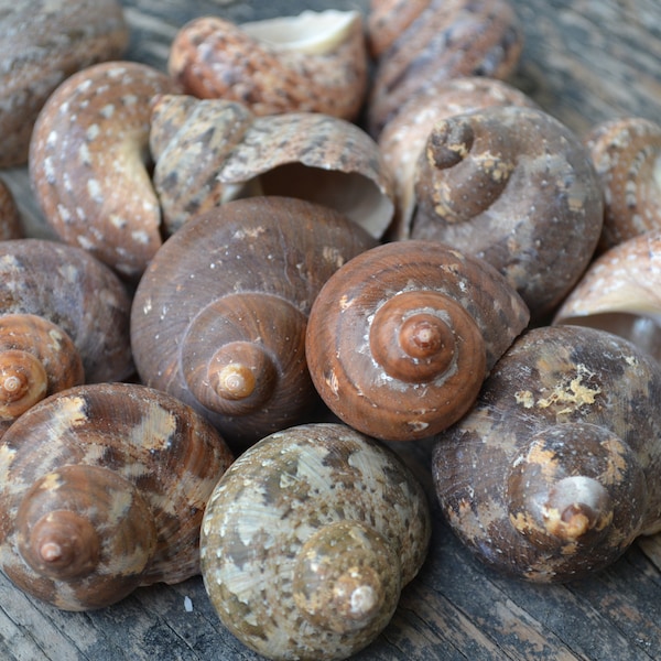 Mexican Turbo Shells - Etsy