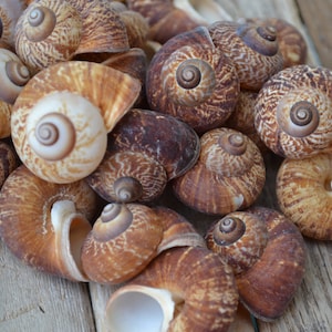 Fernandezi Snail Shells (1 - 1 1/2") | 4 Pieces