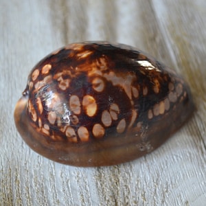 Humpback Cowrie Sell, Mauritiana Brown Spotted Cyprae Shell (2.5 - 3.5&quot;) | 1 Shell