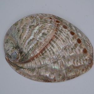May include: A large, iridescent abalone shell with a green and brown pattern. The shell has several holes drilled into it.