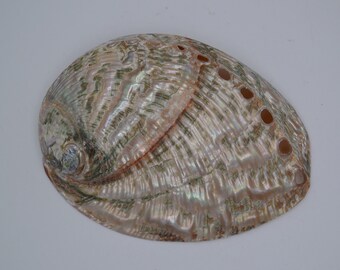 Polished Silver Abalone (4.0 - 4.5") | 1 Shell