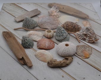 Natural Seashell, Starfish, Sea Urchin and Driftwood (SHL720) | 20 Pieces