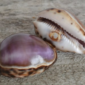 May include: Two cowrie shells, one with a purple iridescent interior and the other with a white interior, both with brown and black markings.