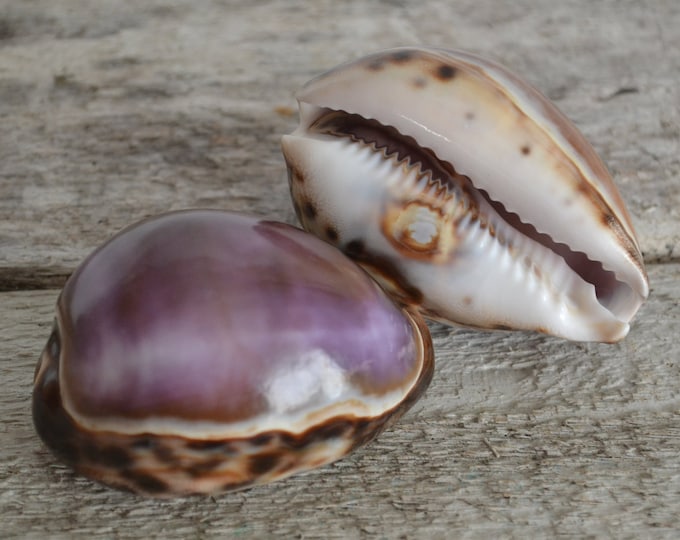 Precious Wentletrap, Epitonium Scalare Shells (1.75 -2 