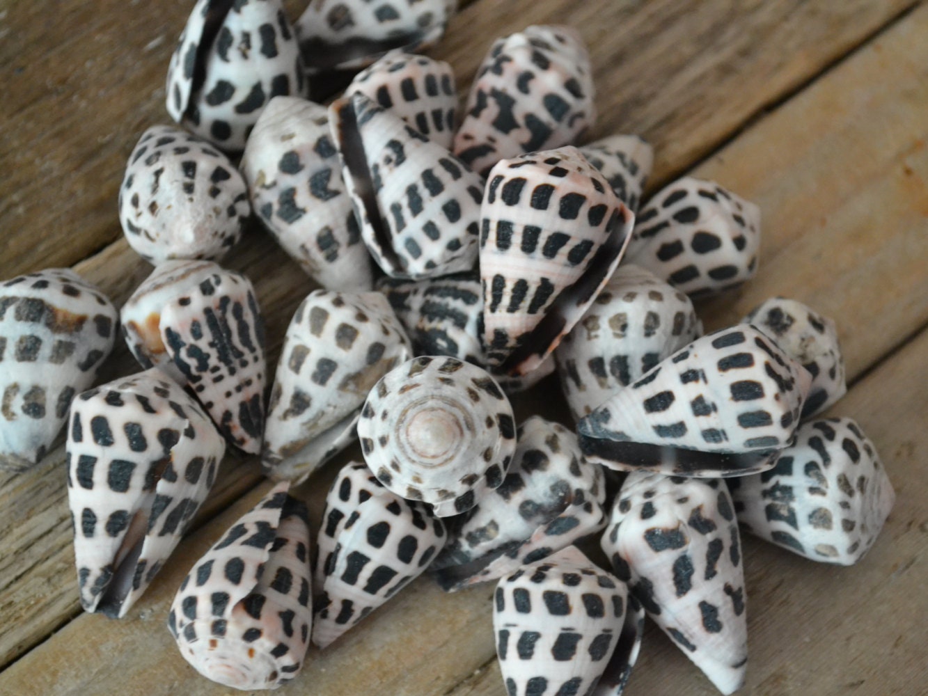 Hebrew Cone Seashells, Conus Ebraeus Spotted Cone Shells, Spotted Hebr –  Beach Grass Cottage - Artisan Handmade Beach Decor