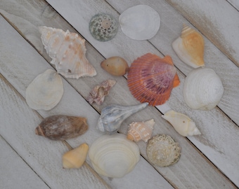 Mixed Natural Shell Lot (SHL719) | 17 Pieces