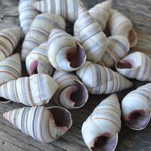 May include: A collection of seashells with white and brown stripes. The shells are arranged in a pile on a wooden surface. The shells have a purple interior.