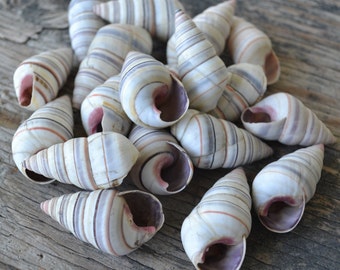 Haitian Tree Snail Shells, Candy Snail Shells, Candy Stripe Shell 3/4 - 11/2" | 5