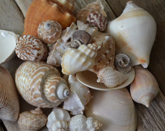 Caribbean Seashell Mix (3/4 - 2") | 1 Cup