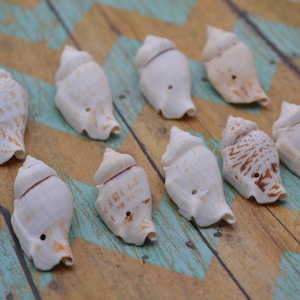 May include: Ten white seashells with brown markings arranged on a blue and white patterned surface. The shells are all different shapes and sizes.