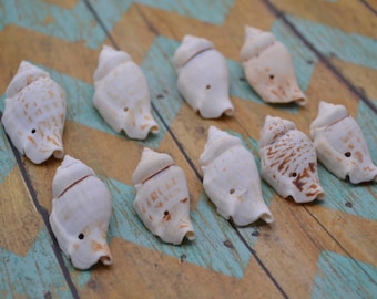 Drilled Chula Shell Lot (SHL305) | 9 Pieces