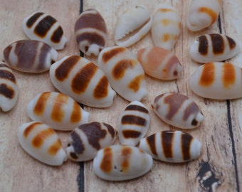 Natural Cypraea Palmadusta Asellus Shell, Striped Asellus Cowrie Shell (1/2 - 3/4") | 4 Piece