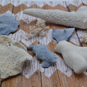 May include: A collection of six different types of coral, including blue, white, and beige. The coral is arranged on a wooden surface with a chevron pattern.