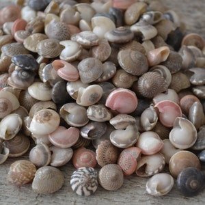 Natural Mixed Umbonium Seashells| 1/4 Cup