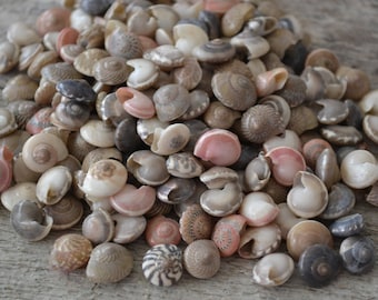 Natural Mixed Umbonium Seashells| 1/4 Cup