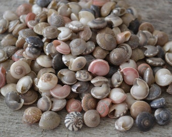 May include: A collection of small, assorted seashells in various colors, including white, pink, brown, and gray. The shells have a spiral or rounded shape and are of different sizes. The image shows a close-up view of the shells, creating a textured and natural aesthetic.