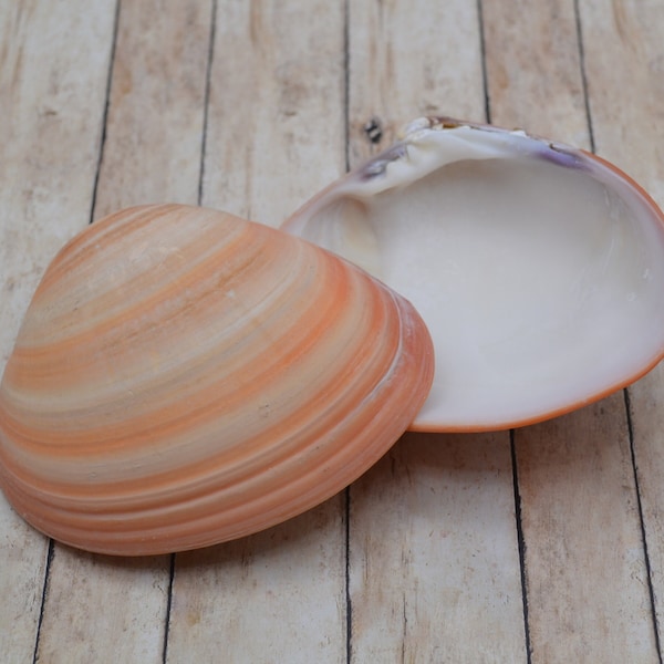 Queen Pink Clam Shells, Pink Quahog, Natural Clam Shells, Pink Clam Shell, Craft Shells (4-5") | 1 Shell