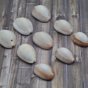 May include: A collection of ten smooth, off-white seashells with brown accents. The shells are arranged in a semi-circle on a wooden surface.