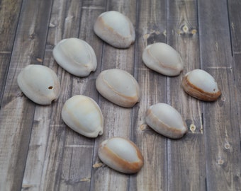 Natural Sun-Bleached Snakehead Cowrie Shells, Cypraea Caputserpentis (1.0 - 1.5")