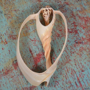 May include: A large, spiraled seashell with a light brown color and a smooth, glossy finish. The shell is open at the top, revealing the inner spiral. The shell is sitting on a textured, blue and red surface.
