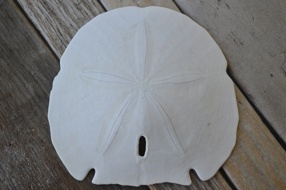 Giant Arrowhead Sand Dollar (5
