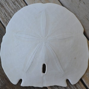 May include: A white sand dollar with a star-like pattern radiating from the center. The sand dollar has a smooth, slightly textured surface and a small hole near the bottom. The background is a weathered wooden surface.