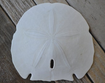 Giant Arrowhead Sand Dollar (5") | 1 Piece