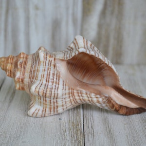 Striped Fox Conch Shell | 1 Shell