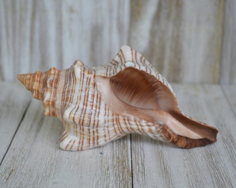 Striped Fox Conch Shell | 1 Shell