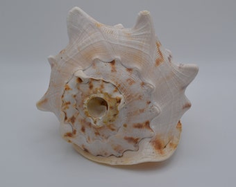 Cassis Cornata, Queen Horned Helmet Shell  (GS107) | 1 Shell