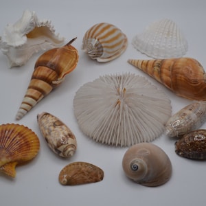 May include: A collection of 11 seashells in various shapes, sizes, and colors, including white, brown, and orange. The shells are arranged on a white surface.