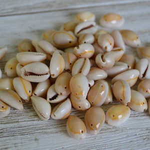 May include: A collection of white cowrie shells with orange and yellow markings. The shells are arranged in a pile on a light wood surface.