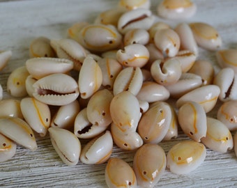 Drilled Ringtop Cowrie Shells (apx 1/2 -1") | 25 Shells