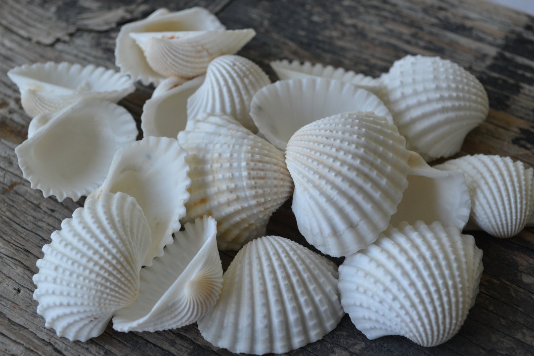 Many Ribbed Ark Shell Ribbed White Ark Shells (1.25 - 1.5