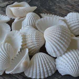 Precious Wentletrap Seashell - Epitonium Scalare - (1 shell approx. 1.5-2  inches)