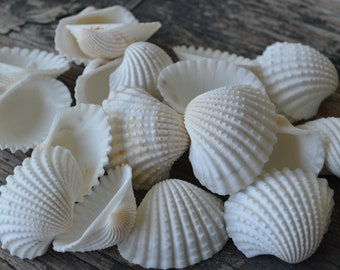 Ribbed White Ark Shells (1.25 - 1.75") | 1/4 Cup