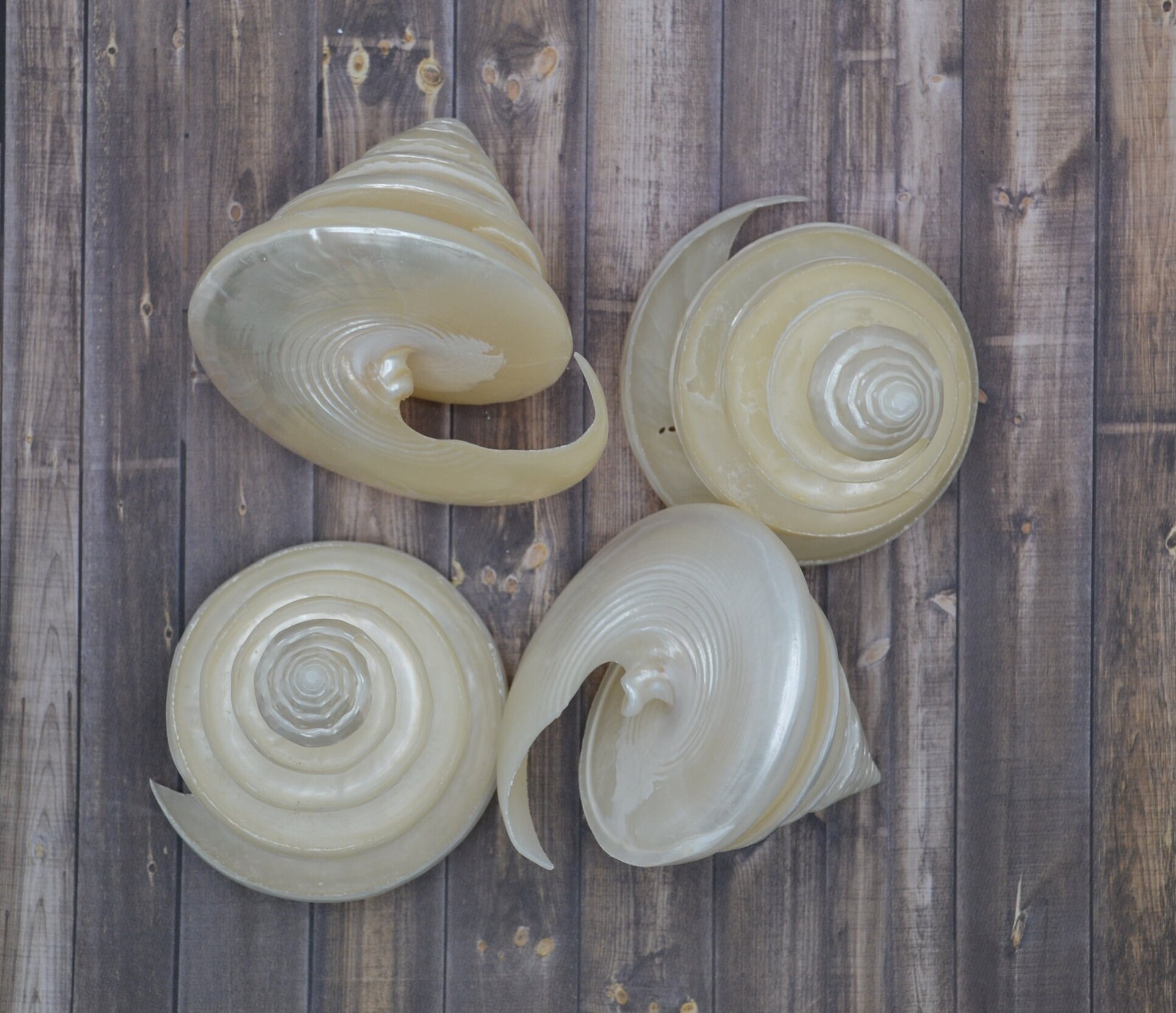 Troca Shell Part Large Pearl Spiral Cut Silver Troca Shells (apx 2 - 2 1/2