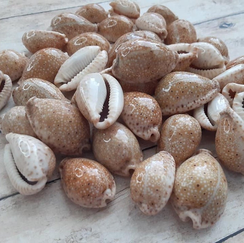 Cypraea Pcellata, Naria Ocellata, Ocellata Cowry apx 1 5 pieces image 1