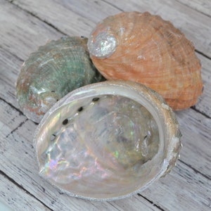 May include: Three iridescent abalone shells with textured exteriors. The shells display a range of colors, including orange, green, and pearlescent white. The shells are arranged on a light gray wooden surface.
