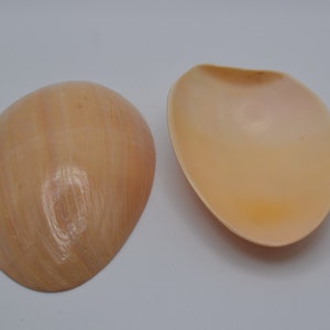 May include: Two smooth, pale peach-colored seashells. One shell is slightly open, revealing the inside of the shell, which is a lighter shade of peach.