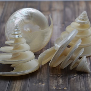 Large Pearl Spiral Cut Silver Troca Shells (apx 2 1/2&quot;) | 1 Shell