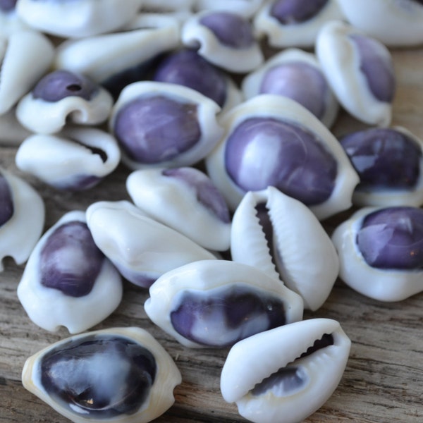 Purple Money Cowrie, Cypraea Moneta Purple Top (0.5 - 1 ") | 10 Pieces
