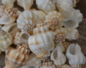 Cancellaria Shells (1.0 - 1.35") | 5 Pieces