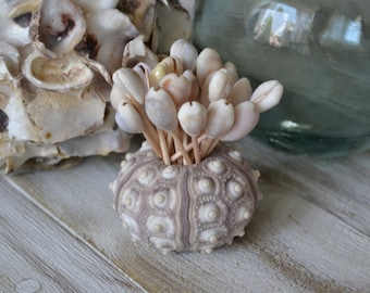 Seashell Hors D'oeuvre Picks, Food and Appetizer Picks (2.5") | 30 Pieces