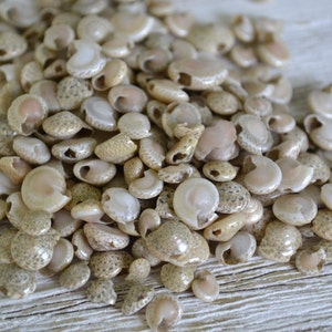 Drilled Umbonium Shells (4-8mm) | 1/8 Cup